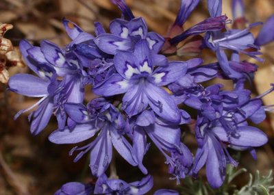 Codonorhiza elandsmontana, photographed by Brian du Preez
