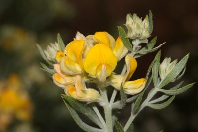 Aspalathus linearifolia, photographed by Brian du Preez
