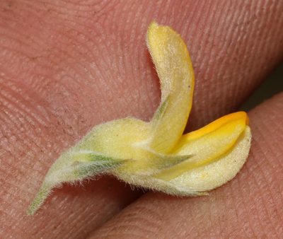 Aspalathus linearifolia, photographed by Brian du Preez