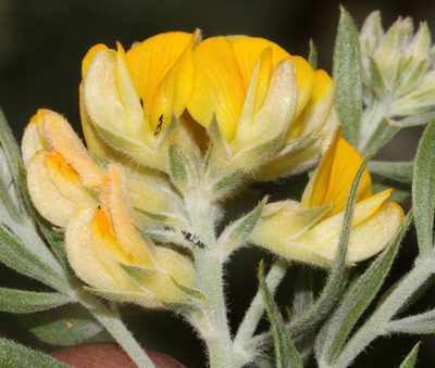 Aspalathus linearifolia, photographed by Brian du Preez
