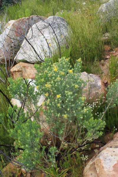Aspalathus linearifolia, photographed by Brian du Preez