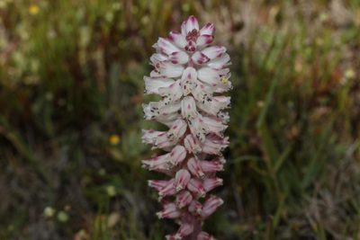 Lachenalia contaminata, photographed by Brian du Preez