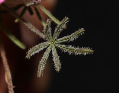 Oxalis engleriana, photographed by Brian du Preez