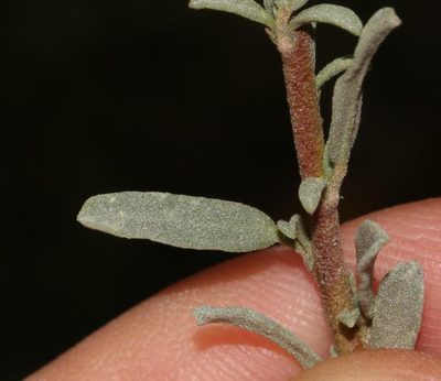 Hermannia trifurca, photographed by Brian du Preez