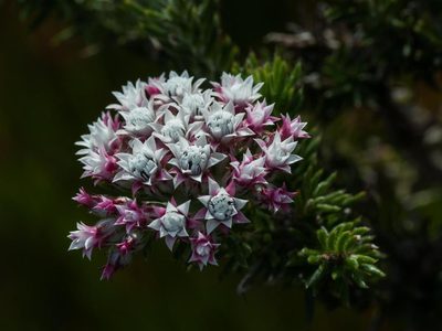 Metalasia lichtensteinii, photographed by magriet b