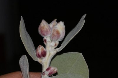 Stirtonanthus insignis, photographed by Brian du Preez