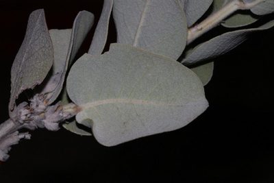 Stirtonanthus insignis, photographed by Brian du Preez