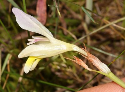 Sparaxis villosa, photographed by Brian du Preez