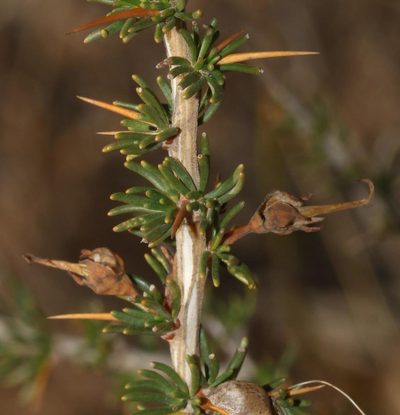 Aspalathus glabrata, photographed by Brian du Preez