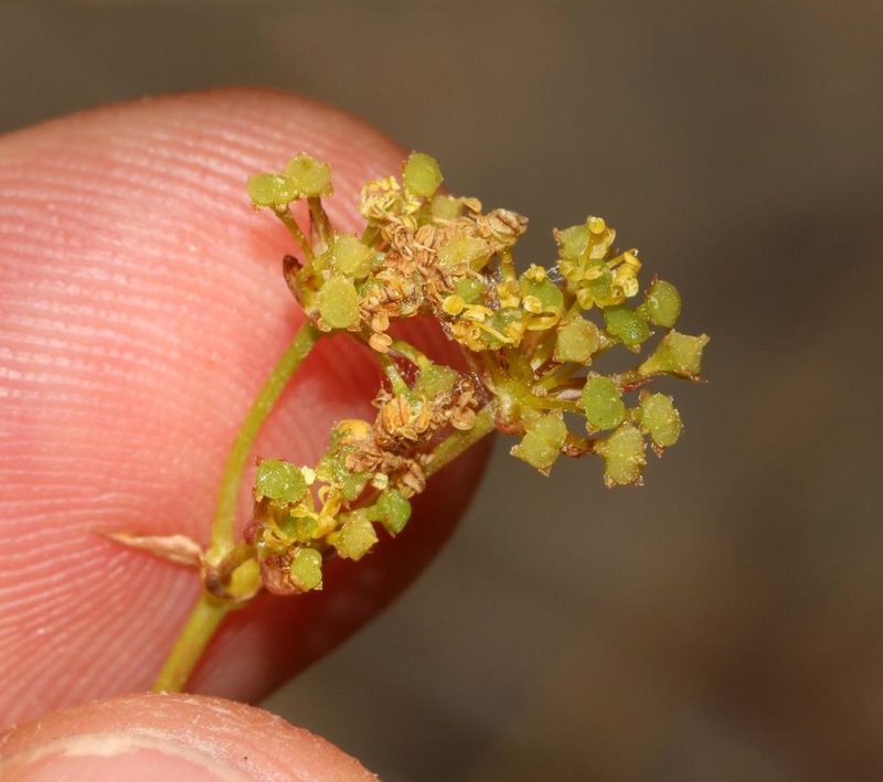 Chamarea capensis, photographed by Brian du Preez