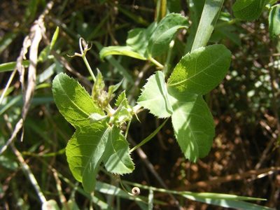 Basananthe triloba, photographed by Andrew Deacon