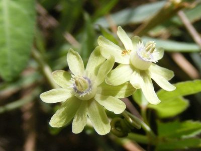 Basananthe triloba, photographed by Andrew Deacon