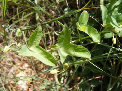 Basananthe triloba, photographed by Andrew Deacon