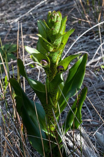 Disa hallackii, photographed by magriet b
