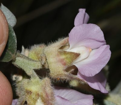 Podalyria variabilis, photographed by Brian du Preez
