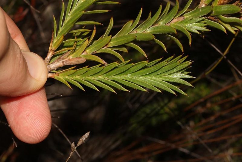 Oedera steyniae, photographed by Brian du Preez