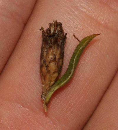 Oedera steyniae, photographed by Brian du Preez