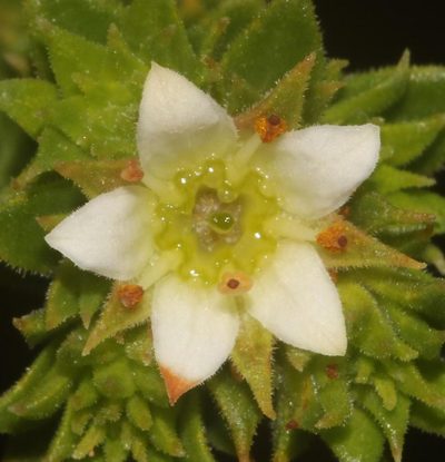Diosma echinulata, photographed by Brian du Preez