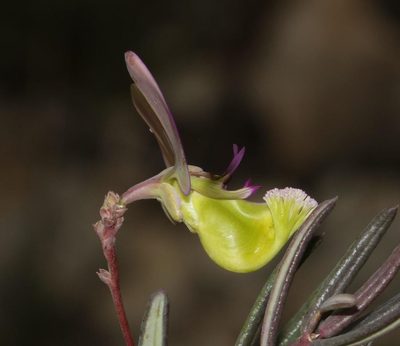 Polygala peduncularis, photographed by Brian du Preez