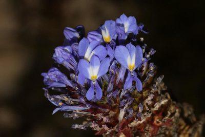 Lobelia valida, photographed by Brian du Preez