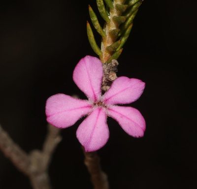 Acmadenia obtusata, photographed by Brian du Preez