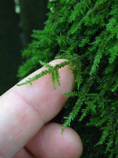 Neckera californica, photographed by Ken-ichi Ueda