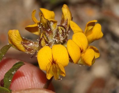 Rhynchosia ferulifolia, photographed by Brian du Preez