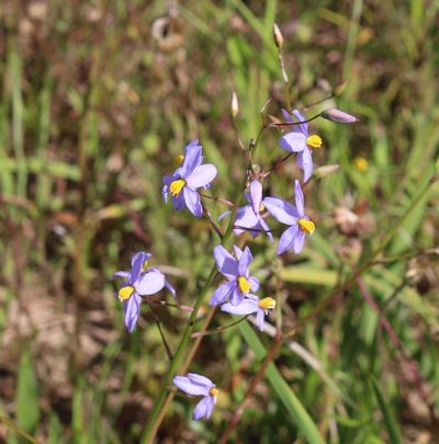 Cyanella hyacinthoides, photographed by Brian du Preez