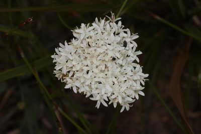Corymbium cymosum, photographed by Brian du Preez