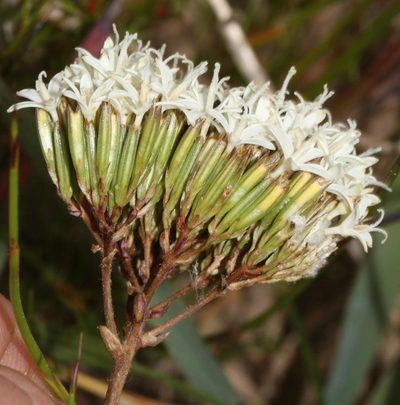 Corymbium cymosum, photographed by Brian du Preez