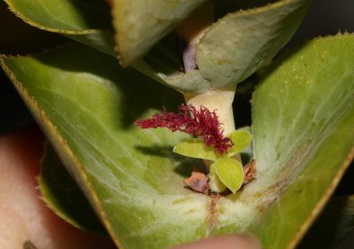 Cliffortia crenata, photographed by Brian du Preez