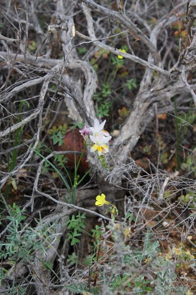 Freesia fucata, photographed by Brian du Preez