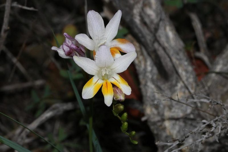 Freesia fucata, photographed by Brian du Preez