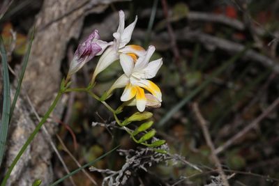 Freesia fucata, photographed by Brian du Preez