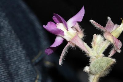 Podalyria cordata, photographed by Brian du Preez