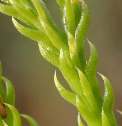 Diphasiastrum zanclophyllum, photographed by Nicola van Berkel