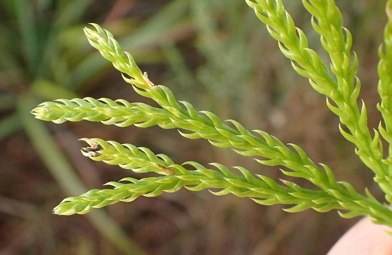 Diphasiastrum zanclophyllum, photographed by Nicola van Berkel