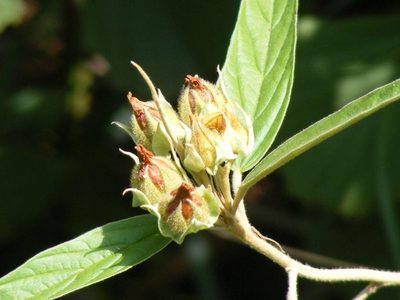 Melhania prostrata, photographed by Andrew Deacon