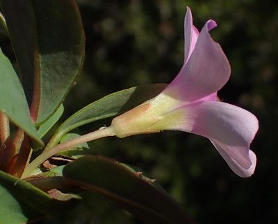 Oxalis nortieri, photographed by Nicola van Berkel