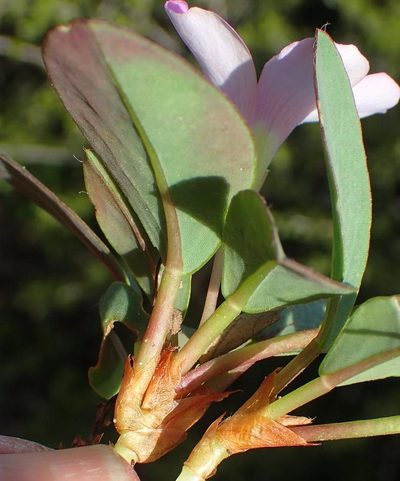Oxalis nortieri, photographed by Nicola van Berkel