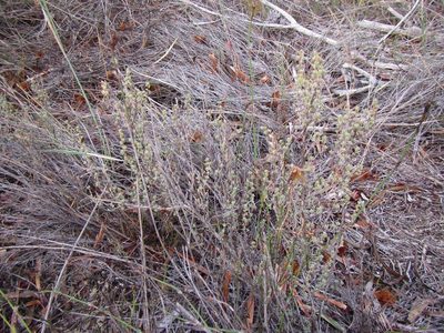 Cliffortia obovata, photographed by douglaseustonbrown