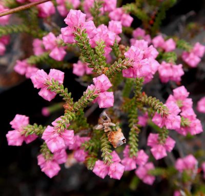 Erica fimbriata, photographed by Di Turner