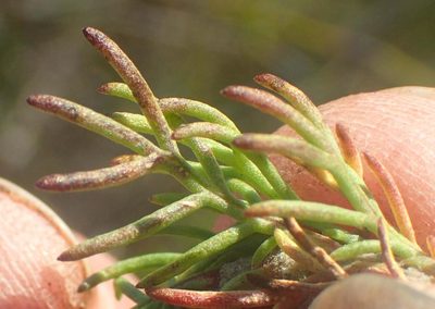 Euryops pinnatipartitus, photographed by Nicola van Berkel