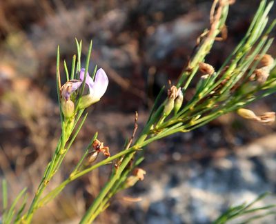 Psoralea diturnerae, photographed by Di Turner
