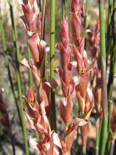 Elegia stokoei, photographed by douglaseustonbrown