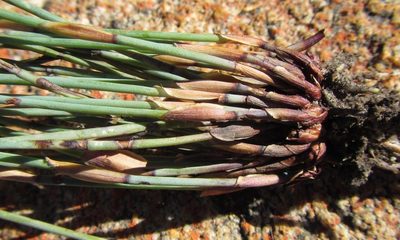 Elegia stokoei, photographed by douglaseustonbrown