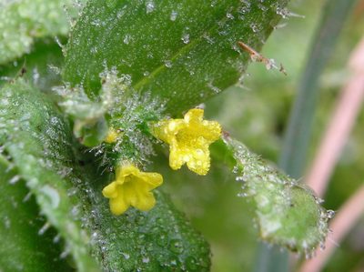 Amsinckia spectabilis, photographed by Andy Kleinhesselink