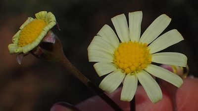 Crassothonna alba, photographed by Nicola van Berkel