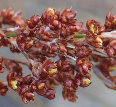 Rhodocoma arida, photographed by Nicola van Berkel