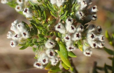 Phylica pinea, photographed by Nicola van Berkel